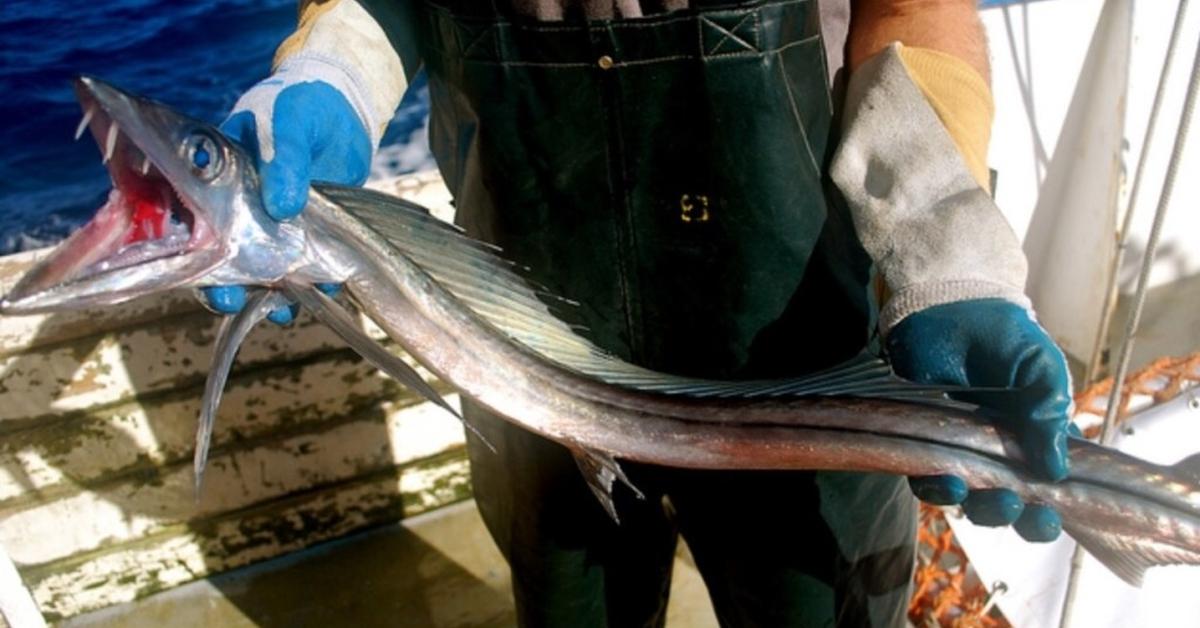 Photograph of the unique Lancetfish, known scientifically as Alepisaurus ferox.