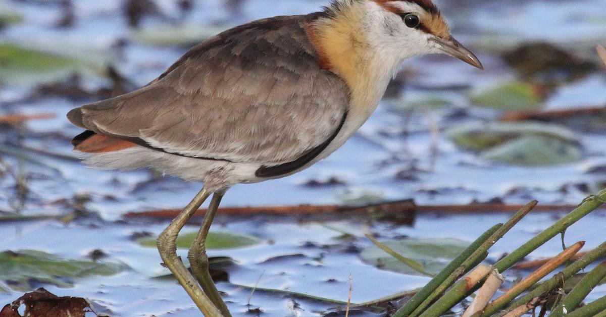 The fascinating Lesser Jacana, scientifically known as Microparra capensis.