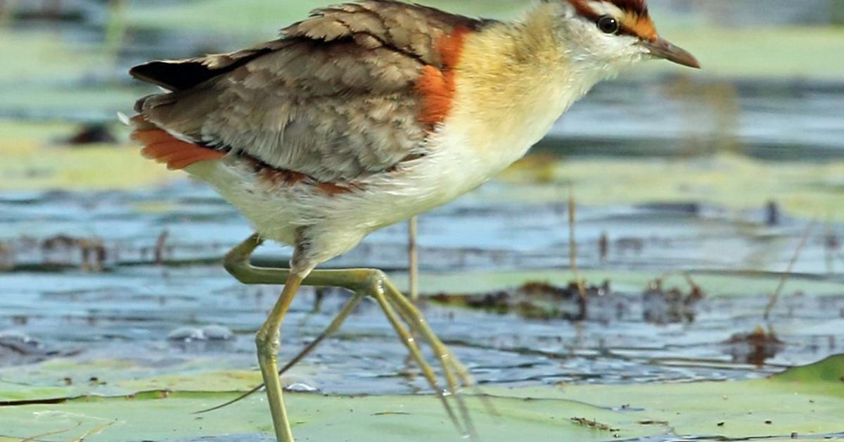 Exquisite image of Lesser Jacana, in Indonesia known as Burung Kedidi Kecil.