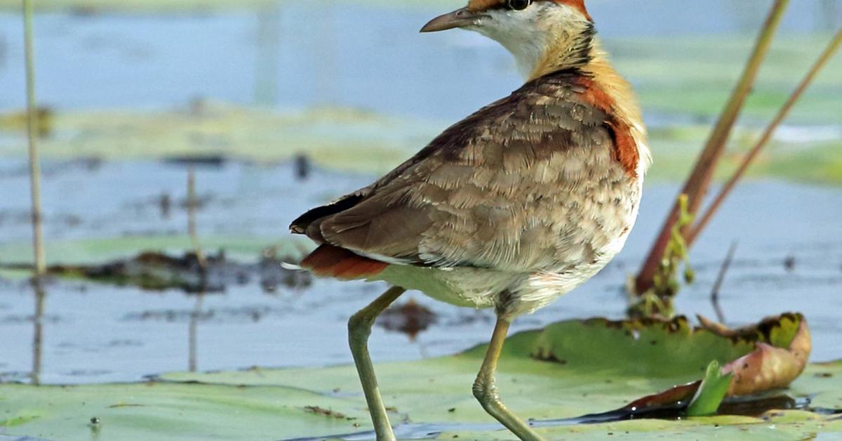 A beautiful representation of the Lesser Jacana, scientifically Microparra capensis.