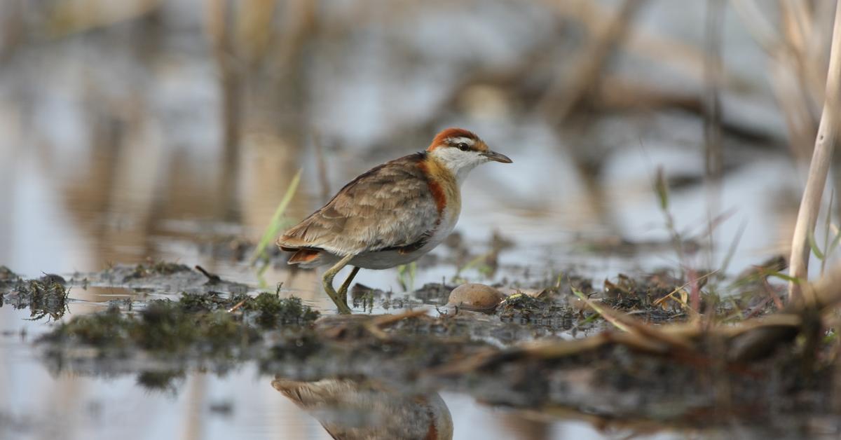 Captured beauty of the Lesser Jacana, or Microparra capensis in the scientific world.