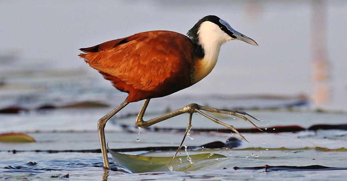 The majestic Lesser Jacana, also called Burung Kedidi Kecil in Indonesia, in its glory.