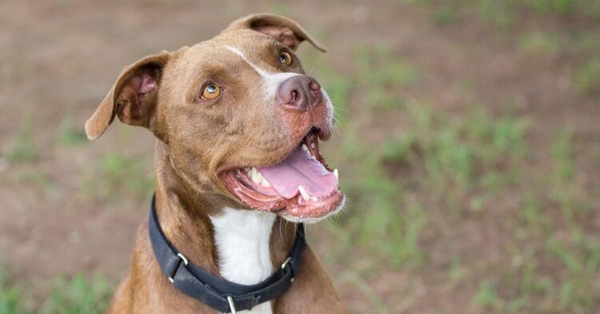 Snapshot of the intriguing Labrabull, scientifically named Canis lupus.