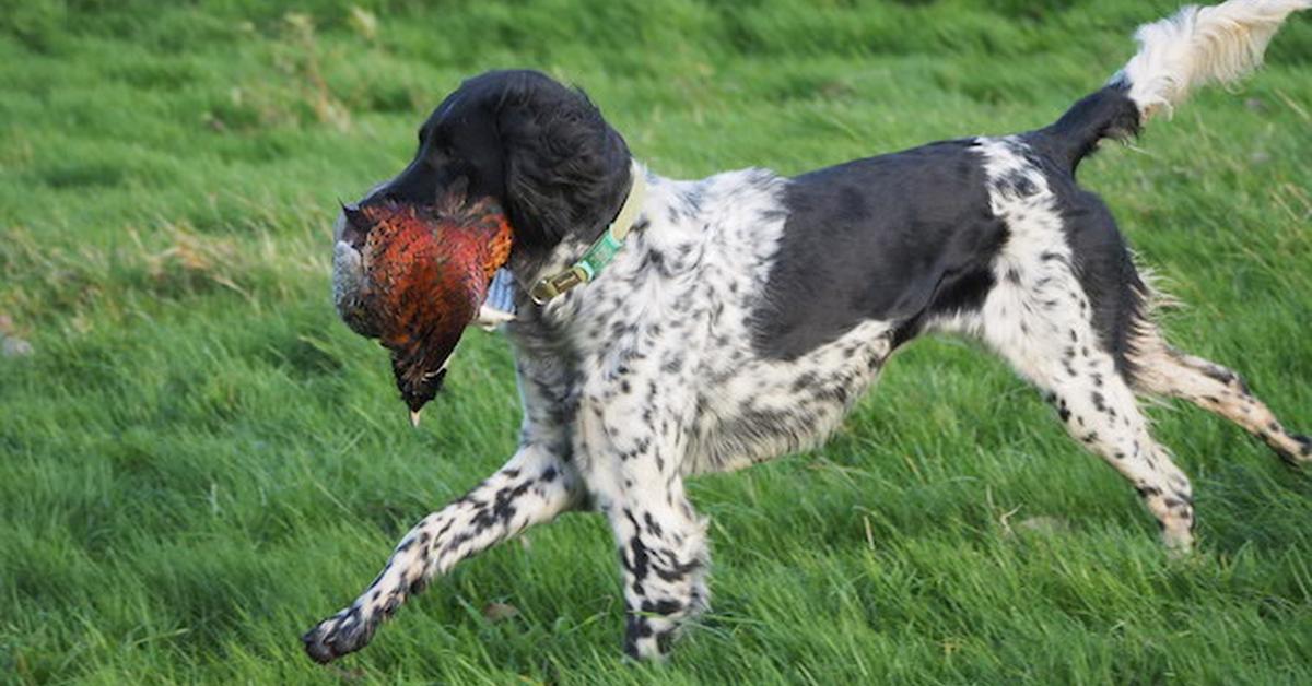 Snapshot of the intriguing Large Munsterlander, scientifically named Canis lupus.