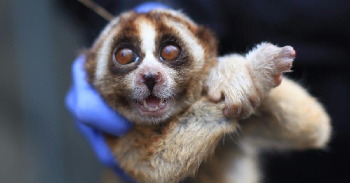 Splendid image of the Loris, with the scientific name Lorisidae.