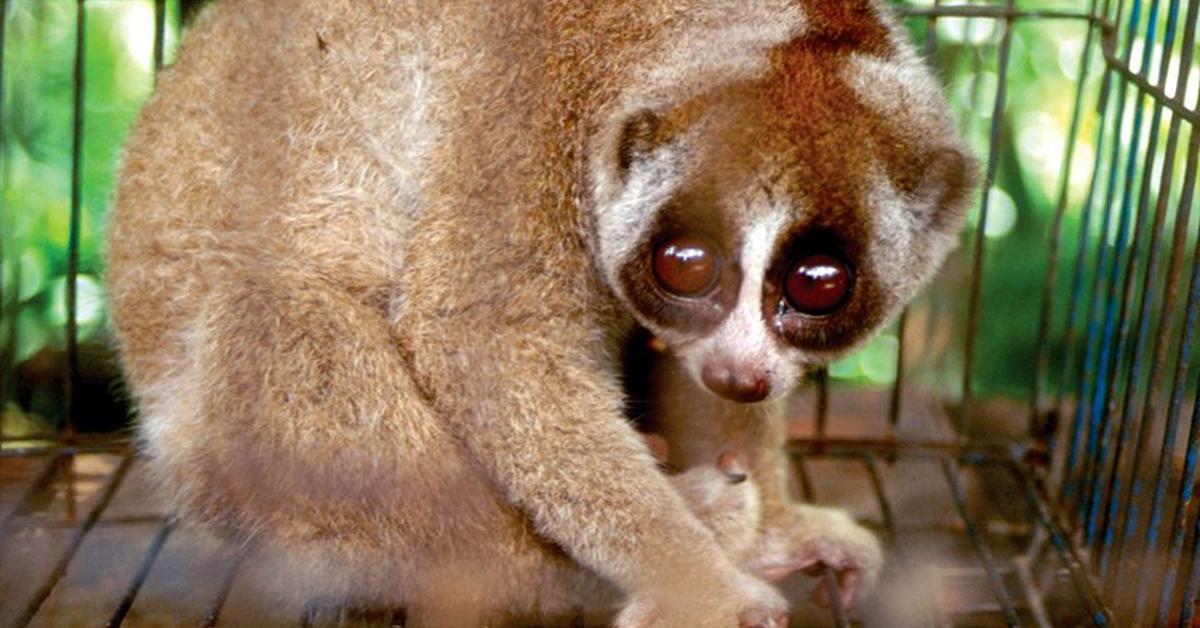 Iconic view of the Loris, or Lorisidae, in its habitat.