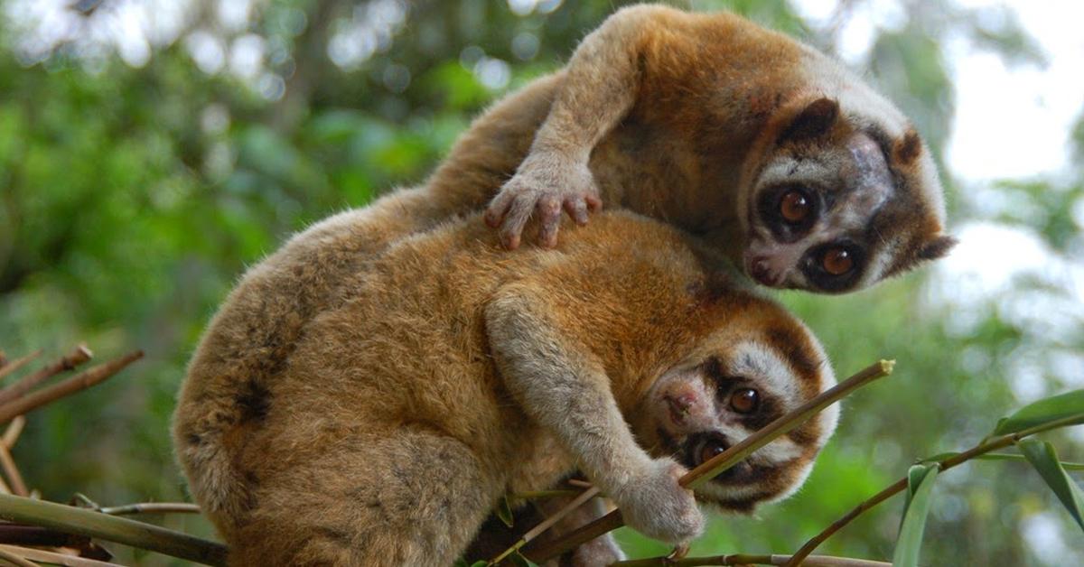 Striking appearance of the Loris, known in scientific circles as Lorisidae.