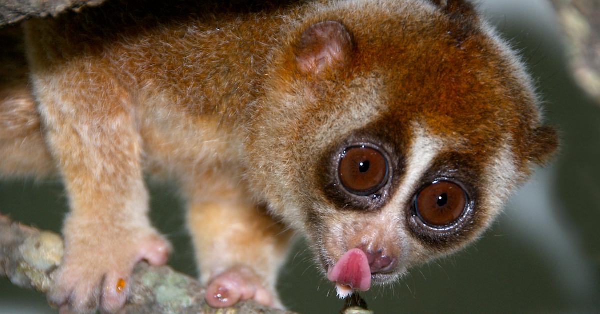 Captivating shot of the Loris, or Kukang in Bahasa Indonesia.