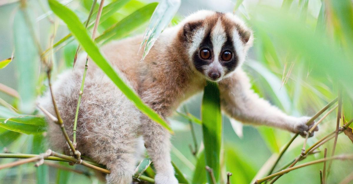 Captivating view of the Loris, known in Bahasa Indonesia as Kukang.