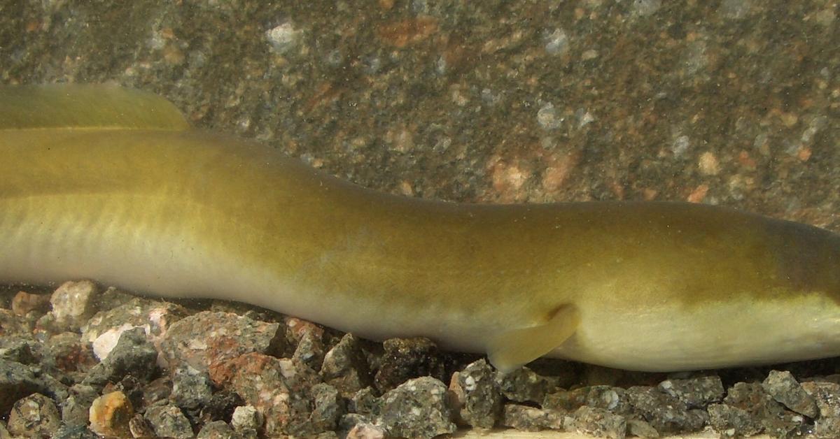 Glimpse of the Leptocephalus, known in the scientific community as Leptocephalus brevirostris.