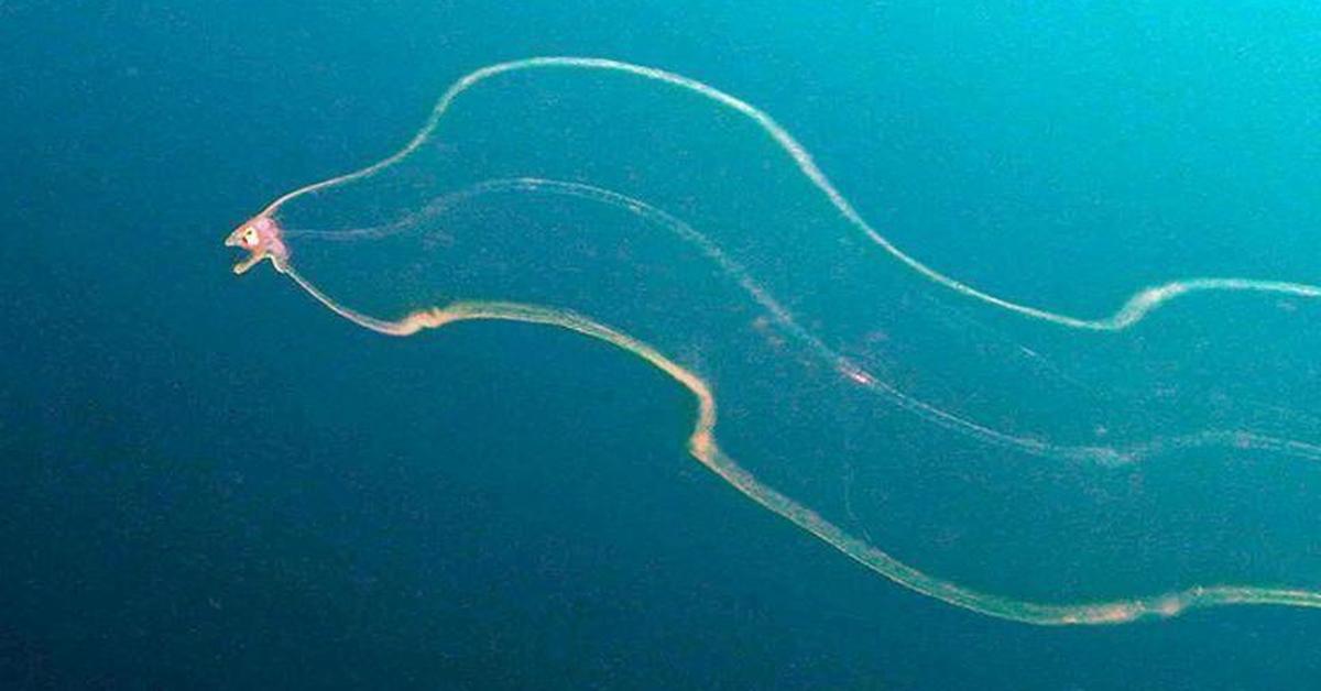 Close-up view of the Leptocephalus, known as Leptocephalus in Indonesian.