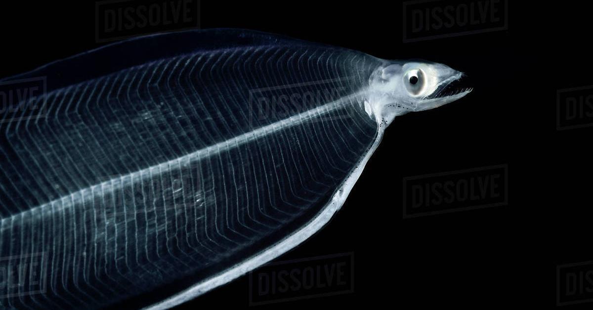 Stunning image of the Leptocephalus (Leptocephalus brevirostris), a wonder in the animal kingdom.