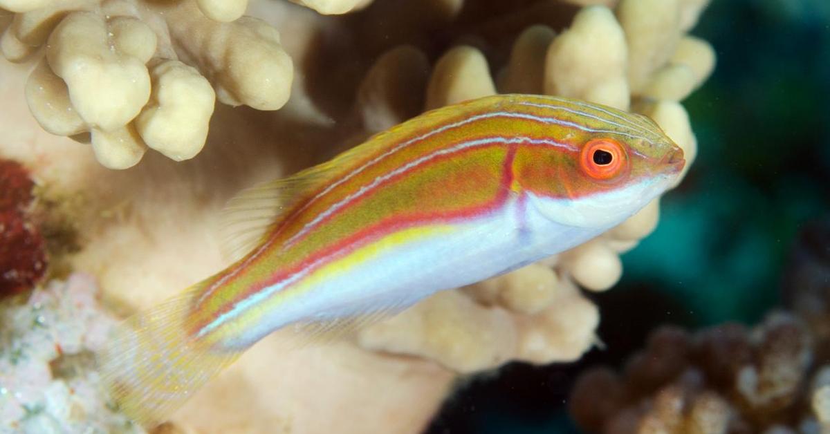 A look at the Labouts Fairy Wrasse, also recognized as Ikan Labouts Fairy Wrasse in Indonesian culture.