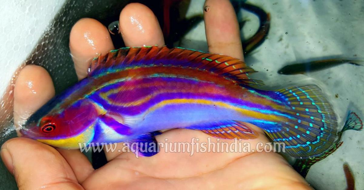 Elegant Labouts Fairy Wrasse in its natural habitat, called Ikan Labouts Fairy Wrasse in Indonesia.