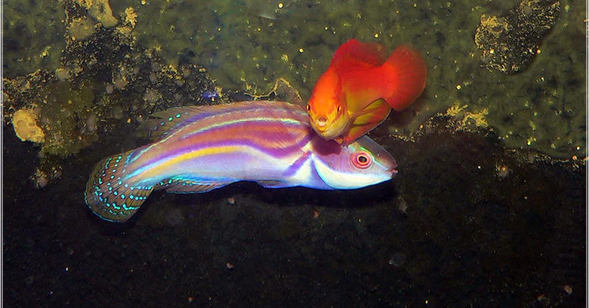 Elegant portrayal of the Labouts Fairy Wrasse, also known as Cirrhilabrus laboutei.