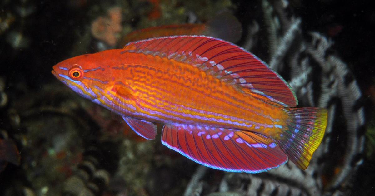 Graceful Labouts Fairy Wrasse, a creature with the scientific name Cirrhilabrus laboutei.