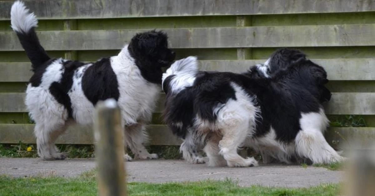 A beautiful representation of the Landseer Newfoundland, scientifically Canis lupus.