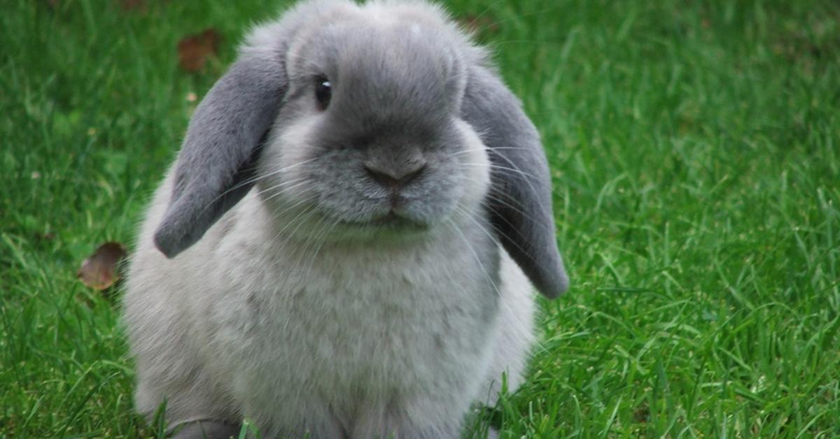 A look at the Mini Lop, also recognized as Kelinci Mini Lop in Indonesian culture.