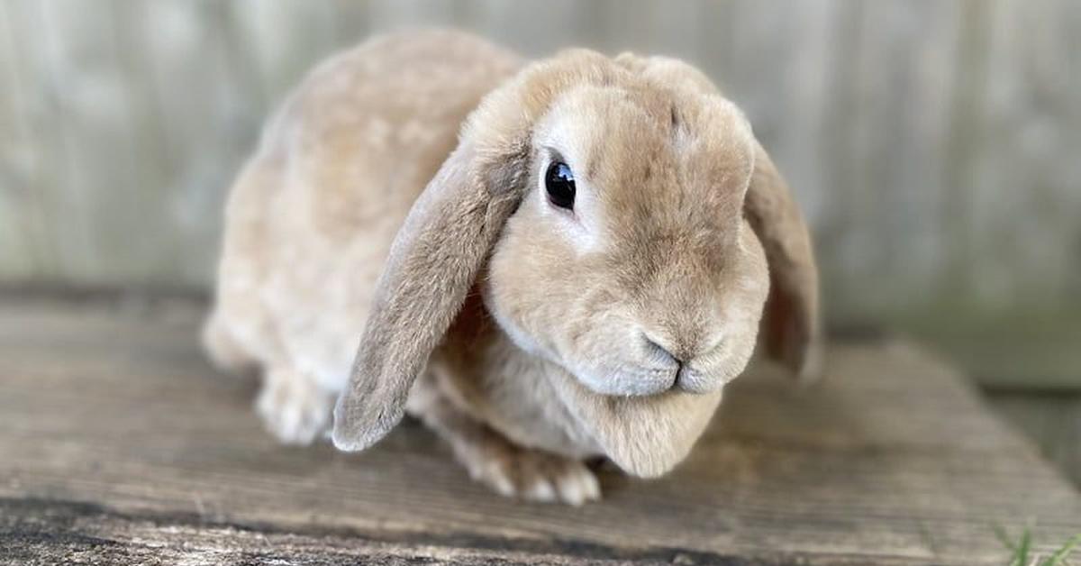 Visual of Mini Lop, or Kelinci Mini Lop in Indonesian, showcasing its beauty.