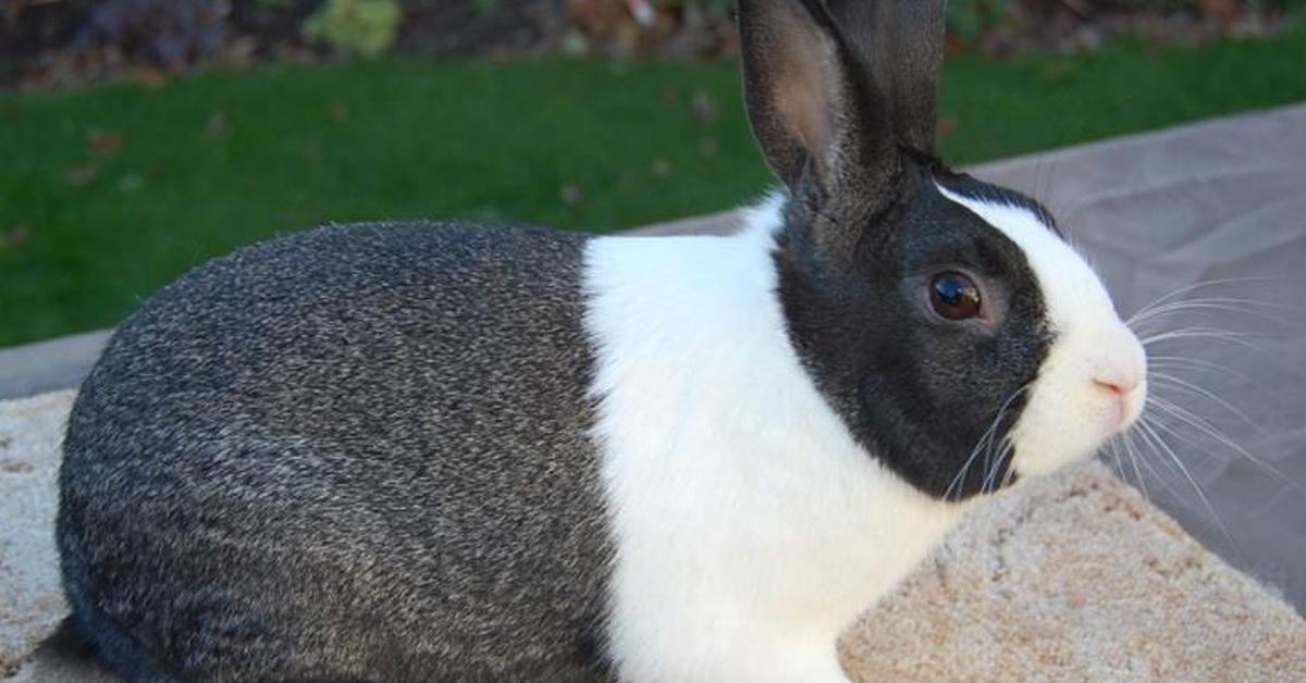 Detailed shot of the Mini Lop, or Oryctolagus Cuniculus, in its natural setting.