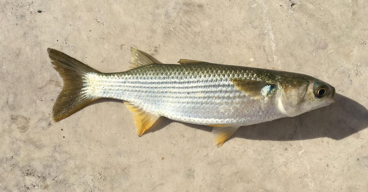 Photogenic Mullet Fish, scientifically referred to as Mugil cephalus.