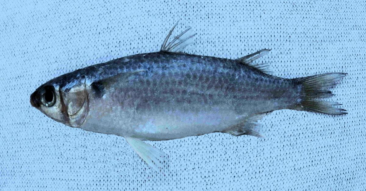 Enchanting Mullet Fish, a species scientifically known as Mugil cephalus.