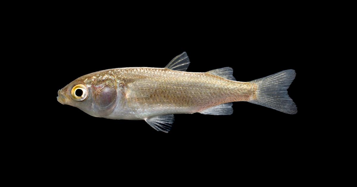 Exquisite image of Mullet Fish, in Indonesia known as Ikan Belanak.