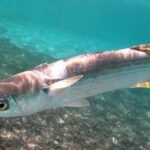 Vibrant snapshot of the Mullet Fish, commonly referred to as Ikan Belanak in Indonesia.