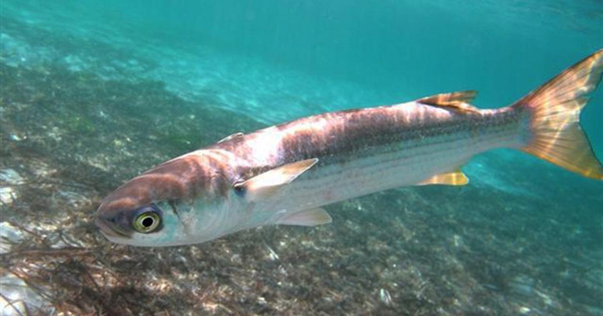 The fascinating Mullet Fish, scientifically known as Mugil cephalus.