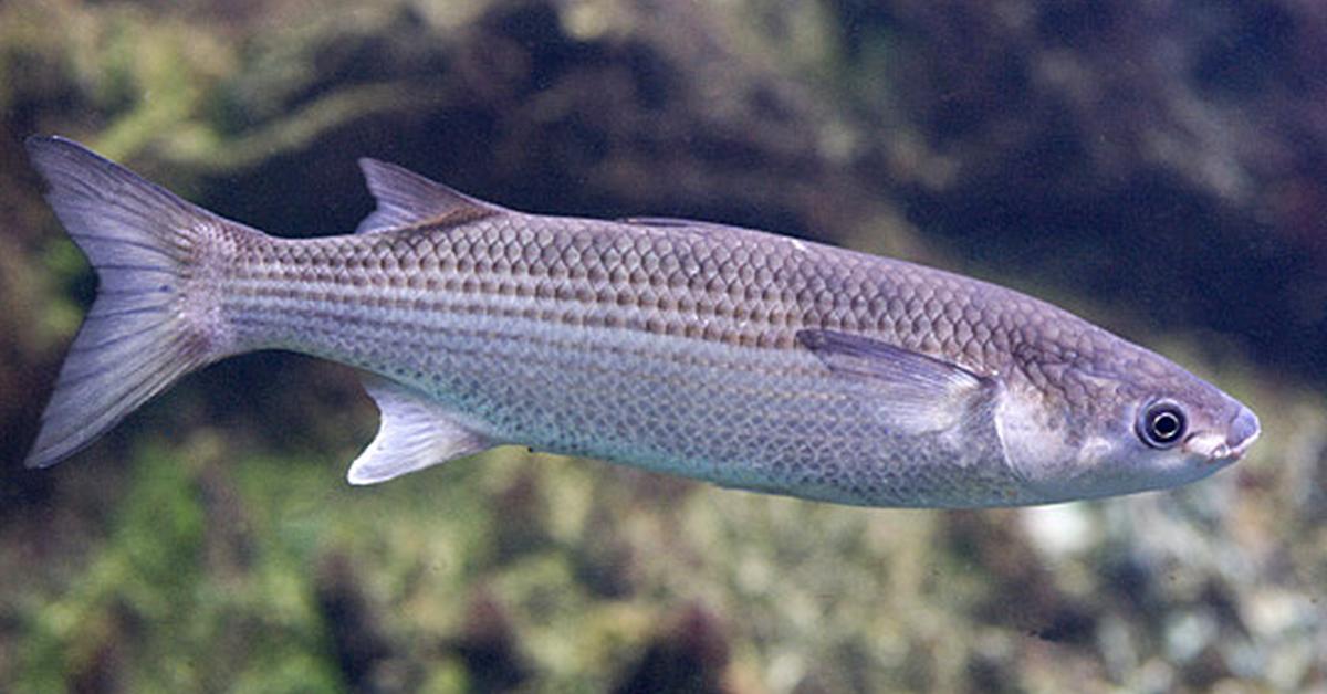 Visual representation of the Mullet Fish, recognized in Indonesia as Ikan Belanak.