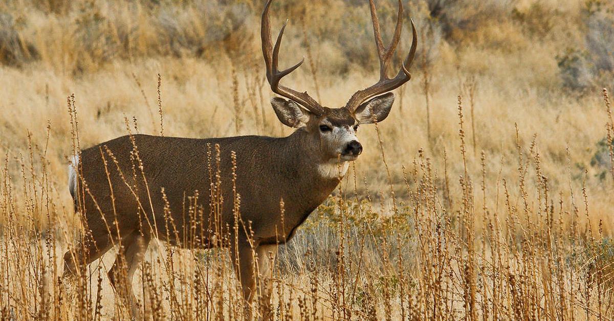 Splendid image of the Mule Deer, with the scientific name Odocoileus hemionus.