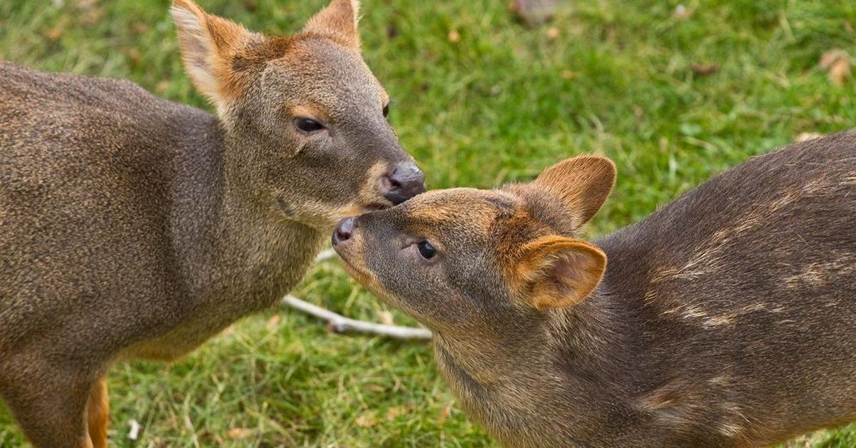 Captivating view of the Mule Deer, known in Bahasa Indonesia as Rusa Mule.