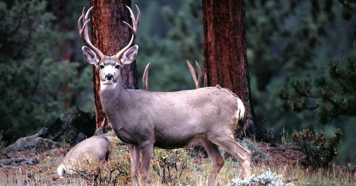 Glimpse of the Mule Deer, known in the scientific community as Odocoileus hemionus.