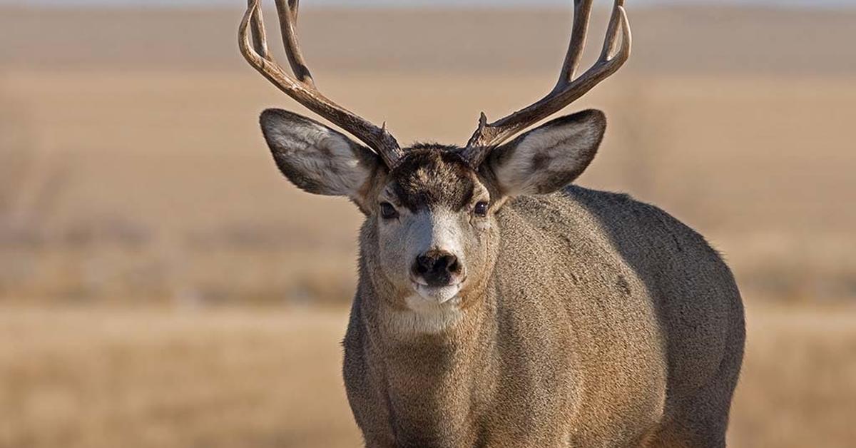 Image of the Mule Deer (Odocoileus hemionus), popular in Indonesia as Rusa Mule.