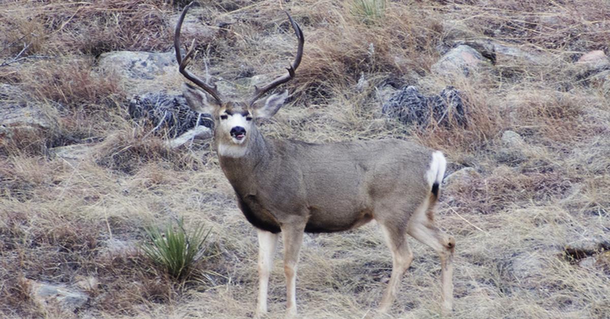 The Mule Deer, an example of Odocoileus hemionus, in its natural environment.