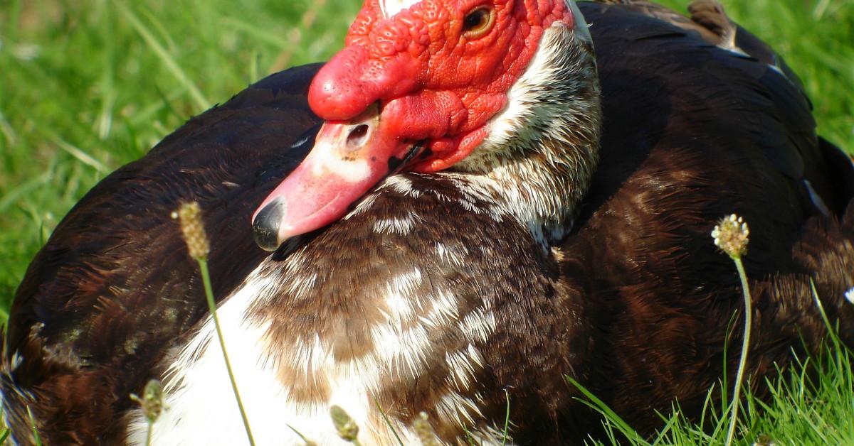 Image of the Muscovy Duck (Cairina moschata), popular in Indonesia as Bebek Muscovy.