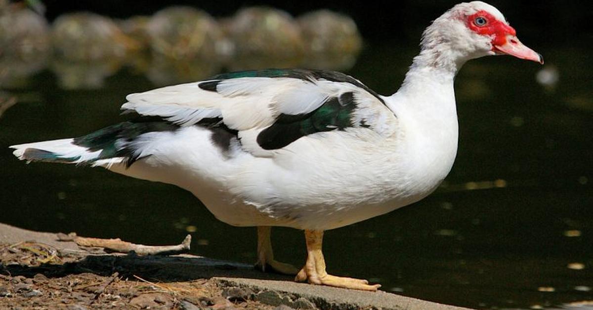 Image showcasing the Muscovy Duck, known in Indonesia as Bebek Muscovy.