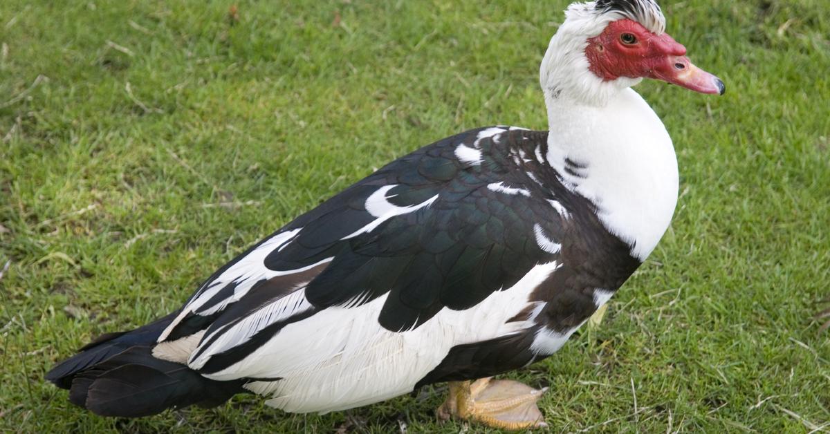 Elegant portrayal of the Muscovy Duck, also known as Cairina moschata.