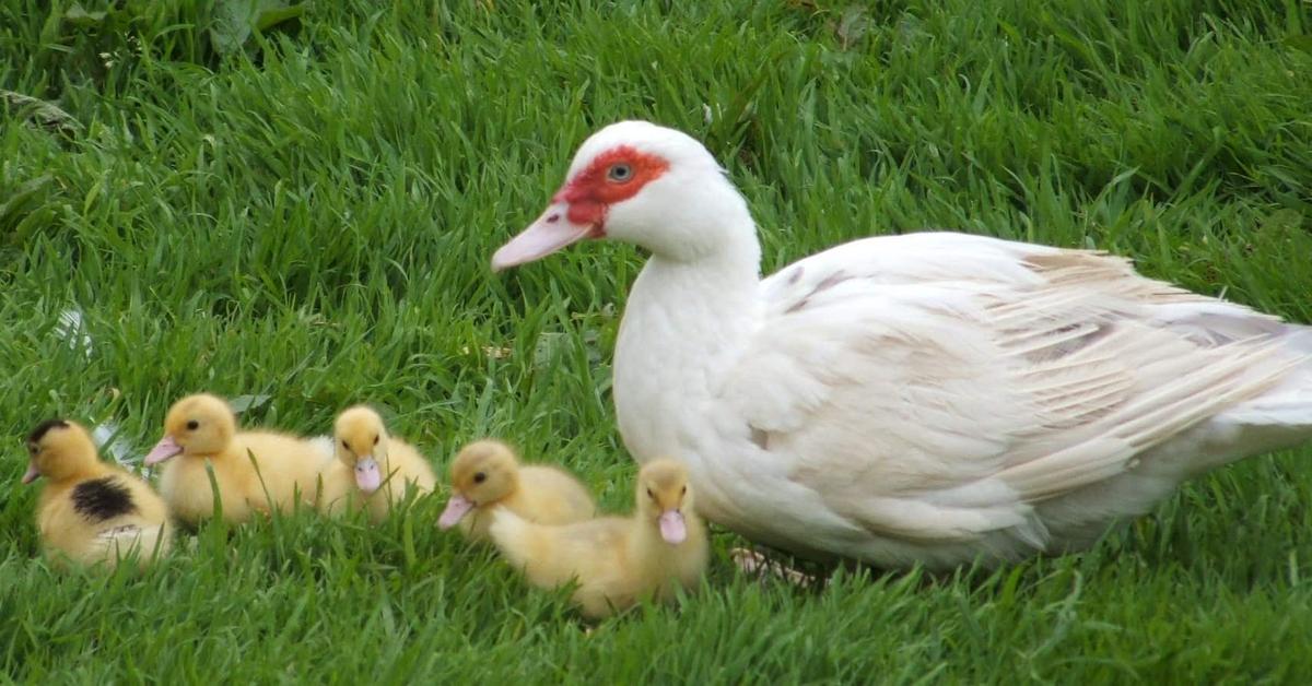 Enchanting Muscovy Duck, a species scientifically known as Cairina moschata.