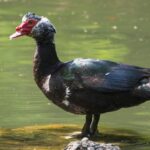 Elegant portrayal of the Muscovy Duck, also known as Cairina moschata.