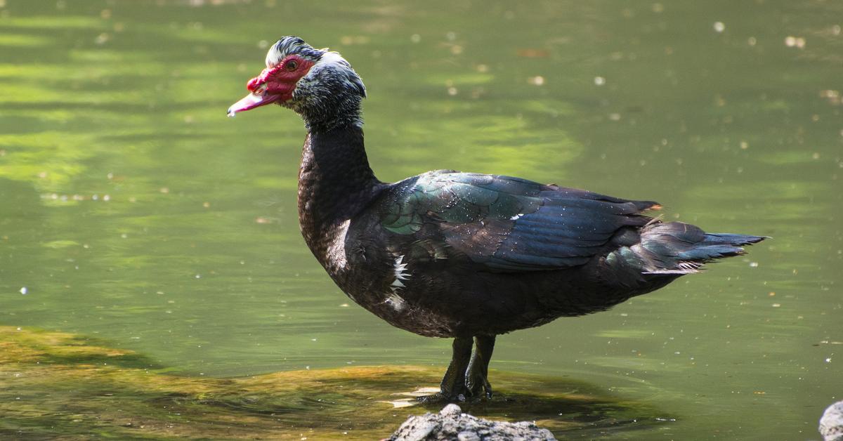 Elegant portrayal of the Muscovy Duck, also known as Cairina moschata.