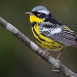 Portrait of a Magnolia Warbler, a creature known scientifically as Setophaga Magnolia.