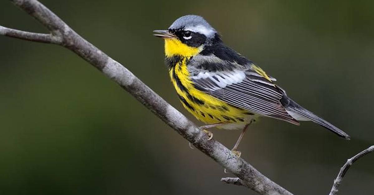 Portrait of a Magnolia Warbler, a creature known scientifically as Setophaga Magnolia.