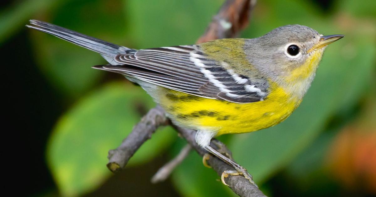 Captivating presence of the Magnolia Warbler, a species called Setophaga Magnolia.