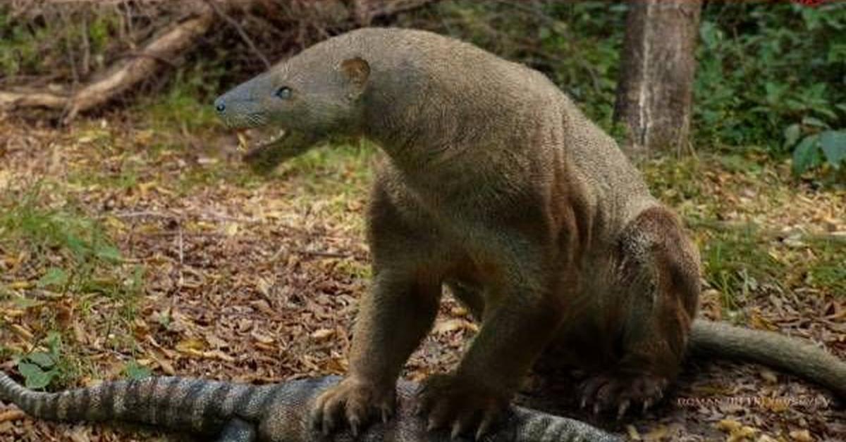 Insightful look at the Machaeroides, known to Indonesians as Machaeroides.