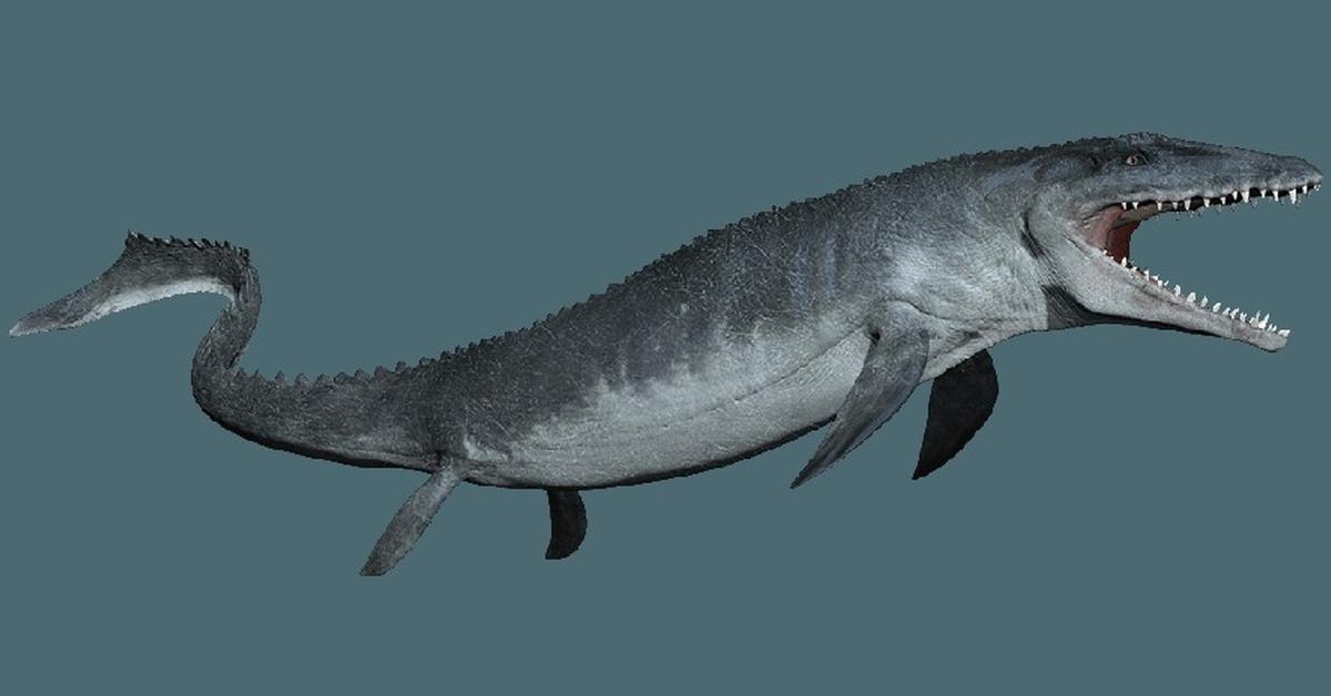 Visual of Mosasaurus, or Mosasaurus in Indonesian, showcasing its beauty.