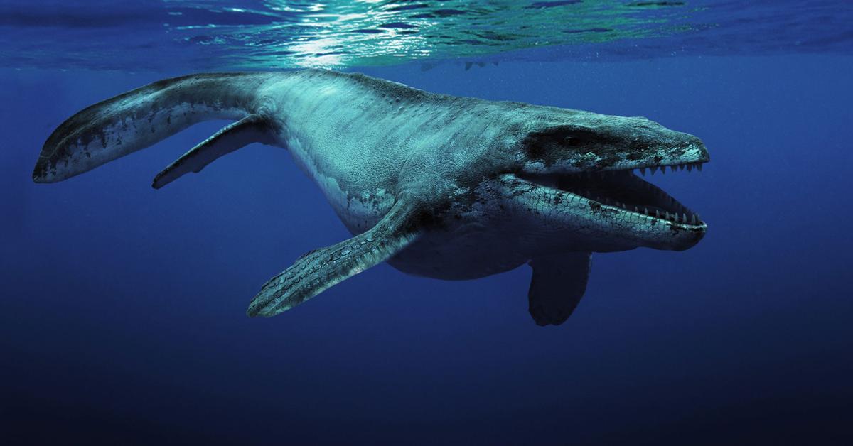 Distinctive Mosasaurus, in Indonesia known as Mosasaurus, captured in this image.