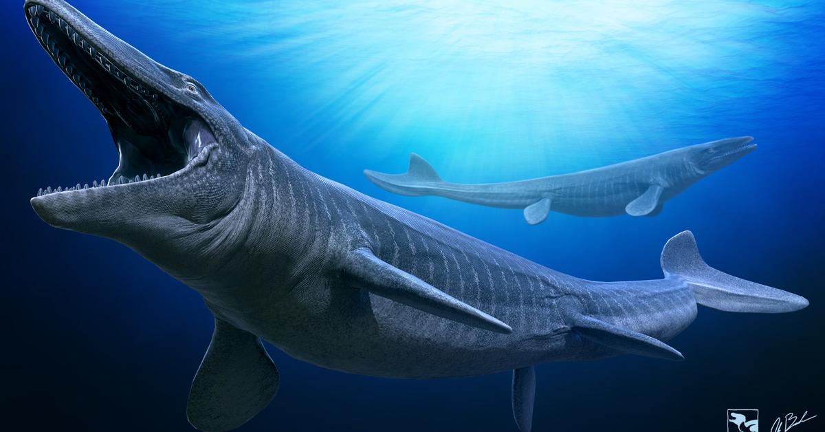 The elegant Mosasaurus (Mosasaurus hoffmannii), a marvel of nature.