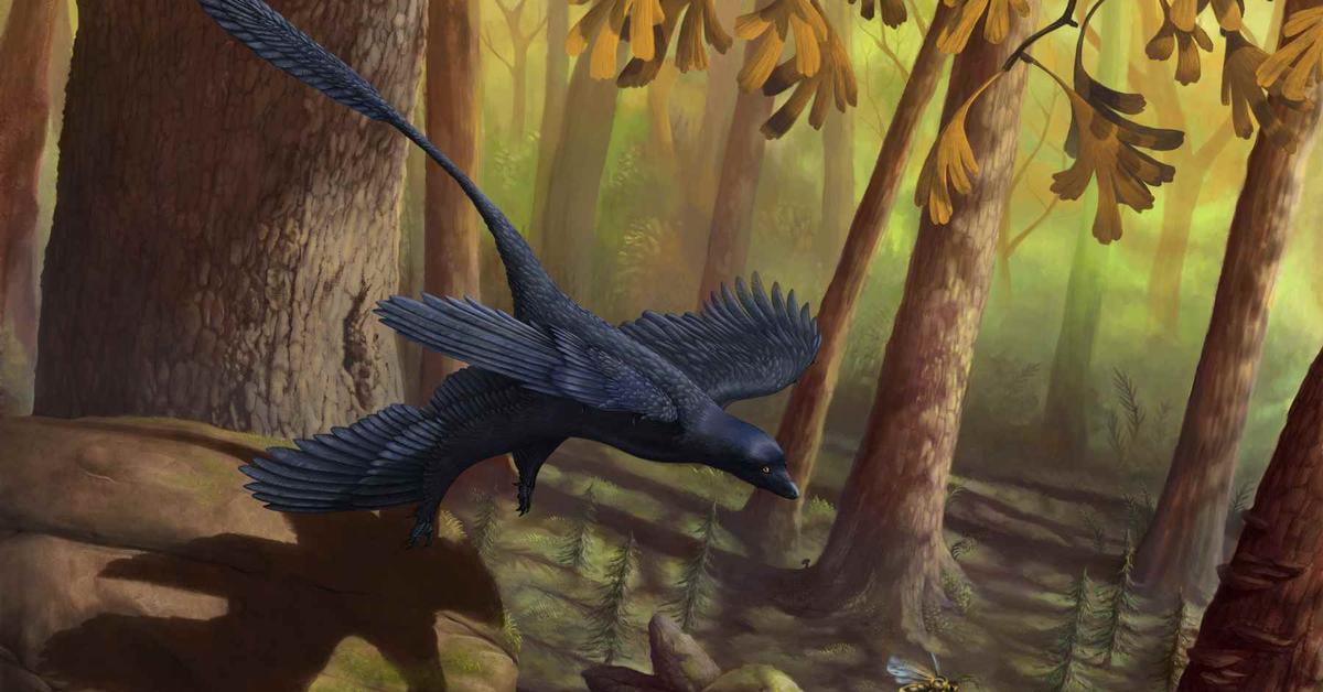 Captured moment of the Microraptor, in Indonesia known as Microraptor.