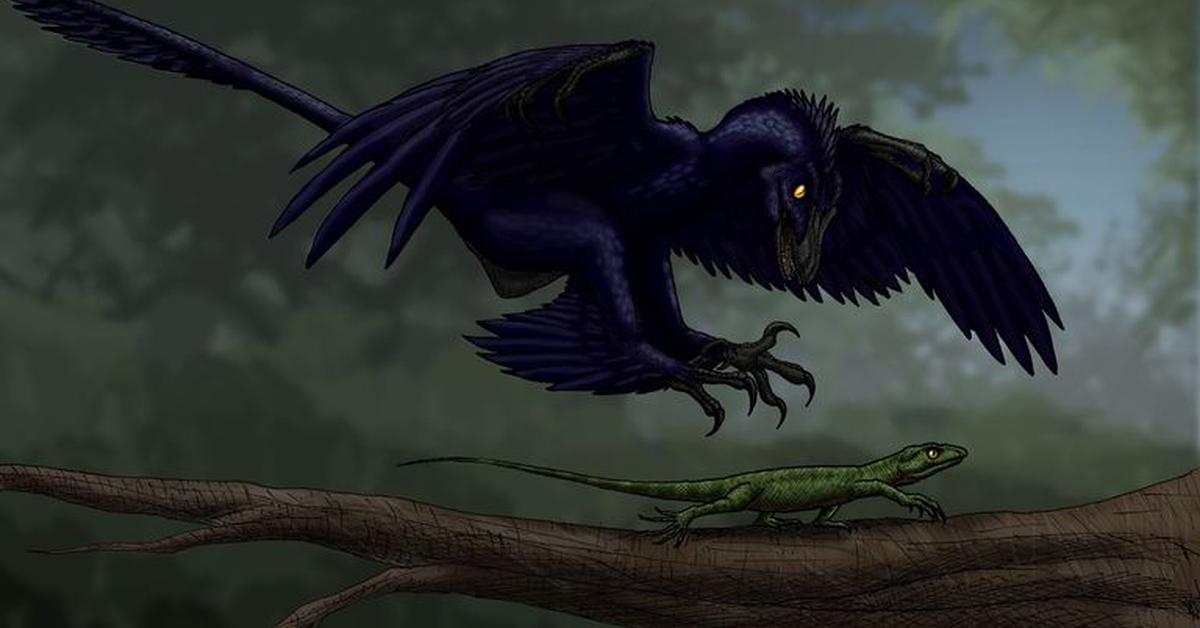 Vivid image of the Microraptor, or Microraptor in Indonesian context.